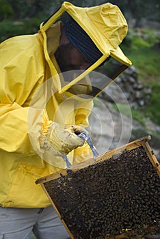 Beekeeper working