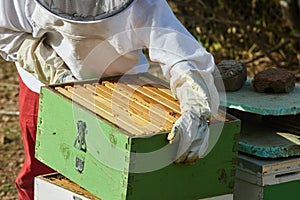 Beekeeper working at the apiary