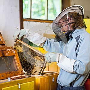 Beekeeper working in an apiary