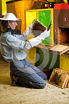 Beekeeper working in an apiary