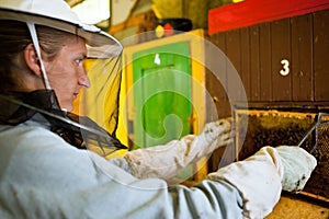Beekeeper working in an apiary photo
