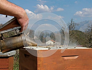 Beekeeper working with bee