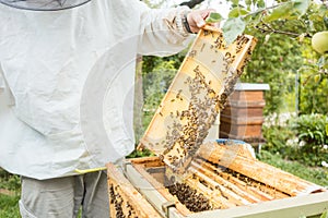 Beekeeper working on bee colony holding honeycomb