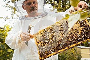 Beekeeper working on bee colony holding honeycomb