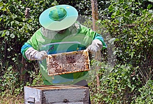 Beekeeper working on a Bee Hive