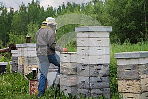 Beekeeper Working in Bee Yard