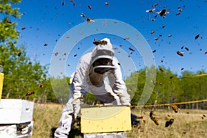 Beekeeper Working Among the Bees