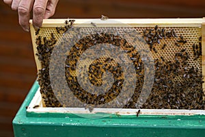 Beekeeper working with bees in the apiary