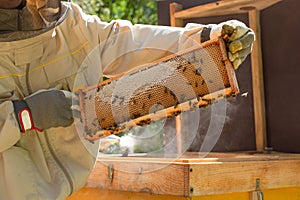 Beekeeper is working with bees and beehives on the apiary