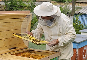 Beekeeper is working with bees and beehives on the apiary