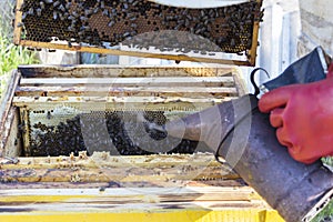 Beekeeper is working with bees and beehives on the apiary. Beekeeper fumigated bee smoker.