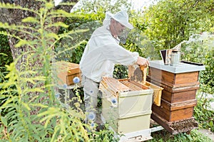 Beekeeper working with bees in beehouse