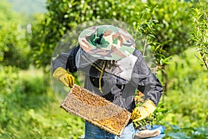 Beekeeper working with bees and honeycomb