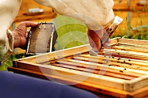 Beekeeper working with bees using Beekeeping stock