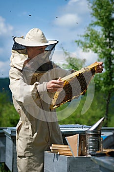 Beekeeper working collect honey. Apiary. Beekeeping concept.