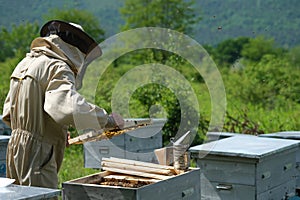 Beekeeper working collect honey. Apiary. Beekeeping concept.