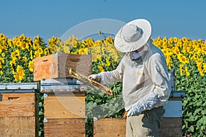 Beekeeper working