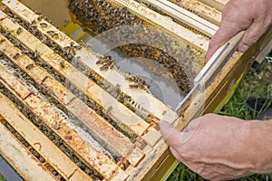 Work with bee frames - top bar hive