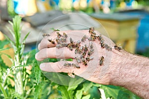 Beekeeper working in his apiary holding honeycomb frame