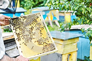 Beekeeper working in his apiary holding honeycomb frame