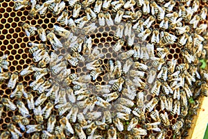 Beekeeper working in his apiary holding honeycomb frame