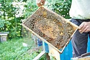 Beekeeper working in his apiary holding honeycomb frame