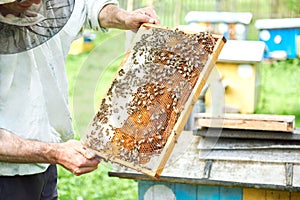 Beekeeper working in his apiary holding honeycomb frame