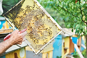 Beekeeper working in his apiary holding honeycomb frame