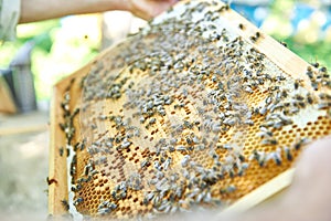 Beekeeper working in his apiary holding honeycomb frame