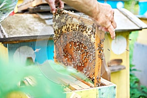 Beekeeper working in his apiary holding honeycomb frame