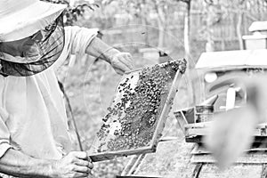 Beekeeper working in his apiary holding honeycomb frame