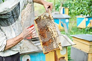 Beekeeper working in his apiary holding honeycomb frame