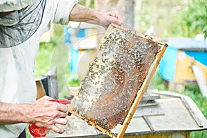 Beekeeper working in his apiary holding honeycomb frame