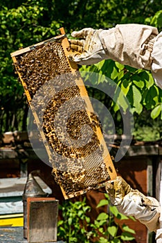 Beekeeper working on his beehives in the garden