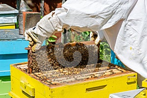 Apicoltore per affari sul suo alveare giardino 