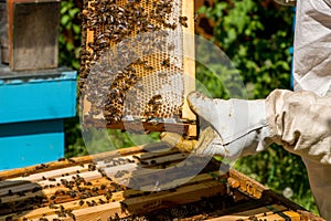 Beekeeper working on his beehives in the garden