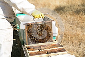 Beekeeper working hives. photo