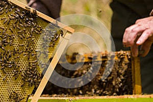 Beekeeper working on honeycomb with bees