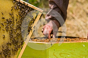 Beekeeper working on honeycomb with bees