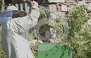 Beekeeper is working with swarm bees - apis mellifera