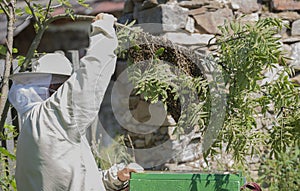 Beekeeper is working with swarm bees - apis mellifera