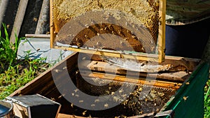 The beekeeper works in the apiary. Beehive and honey production.