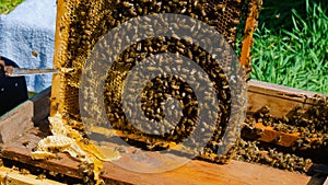 The beekeeper works in the apiary. Beehive and honey production.