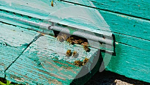 The beekeeper works in the apiary. Beehive and honey production.