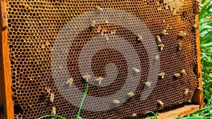 The beekeeper works in the apiary. Beehive and honey production.