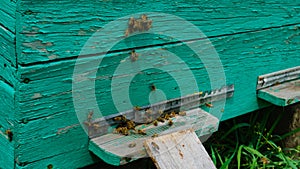 The beekeeper works in the apiary. Beehive and honey production.