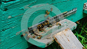 The beekeeper works in the apiary. Beehive and honey production.