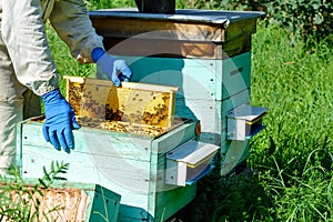 A beekeeper works on a beehive near the hives. Natural honey directly from the hive. Cell with fresh honey.