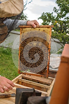 The beekeeper works with bees and bees in an apiary, in fresh air.