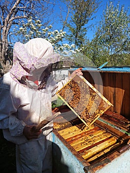 Beekeeper works with bees near the hives at apiary. Man examines a frame with bee brood. Bright high contrast photo